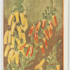 Erica sacciflora.