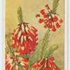Erica regia.