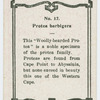 Protca barbigera.