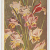 Gladiolus recurvus.