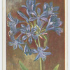 Agapanthus umbellatus.