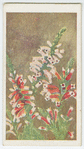 Erica perspicus.