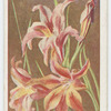 Gladiolus grandis.
