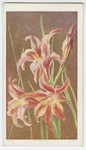 Gladiolus grandis.
