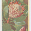 Protea cynaroides.