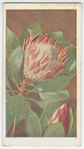 Protea cynaroides.