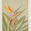 Strelitzia reginae.