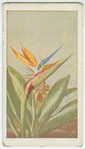 Strelitzia reginae.