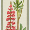 Lupinus polyphyllus roseus (The pink lupin).