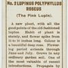 Lupinus polyphyllus roseus (The pink lupin).