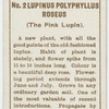 Lupinus polyphyllus roseus (The pink lupin).