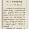 Doronicum (Leopard's bane).