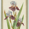 Iris cermanica (Flag iris).