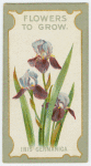 Iris cermanica (Flag iris).