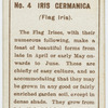 Iris cermanica (Flag iris).