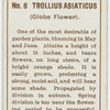 Trollius asiaticus (Globe flower).