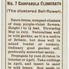 Campanula clomerata (The clustered bell-flower).