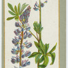 Lupinus nootkaensis.