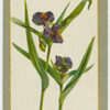 Tradescantia vircinica violacea (Spiderwort).