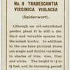 Tradescantia vircinica violacea (Spiderwort).