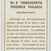 Tradescantia vircinica violacea (Spiderwort).