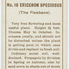 Ericeron speciosus (The fleabane).
