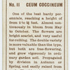Ceum coccineum.