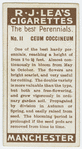 Ceum coccineum.
