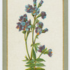 Polemonium ceruleum (Jacob's ladder).
