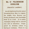 Polemonium ceruleum (Jacob's ladder).