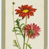 Pyrethrum ("James Kelway").