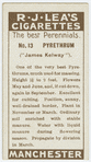 Pyrethrum ("James Kelway").