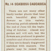 Scabiosa caucasica.