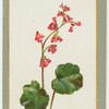 Heuchera sancuinea (The coral plant).
