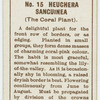 Heuchera sancuinea (The coral plant).