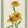 Rudbeckia speciosa.