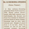 Rudbeckia speciosa.