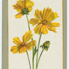 Coreopsis grandiflora