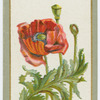 Papaver orientale (Oriental poppy).