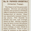 Papaver orientale (Oriental poppy).