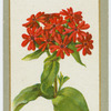 Lychnis chaloedonica (Scarlet lychnis).