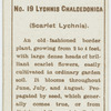 Lychnis chaloedonica (Scarlet lychnis).