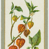 Physalis franchetti (Cape gooseberry).
