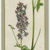 Delphinium hybrid (Larkspur).