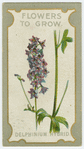 Delphinium hybrid (Larkspur).