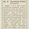 Delphinium hybrid (Larkspur).