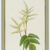 Spiræa aruncus (Goat's beard).