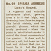 Spiræa aruncus (Goat's beard).