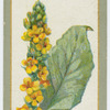Verbascum (Mullein).