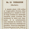 Verbascum (Mullein).